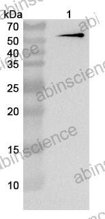 Anti-Myc Tag (EQKLISEEDL) Antibody (9E10#)