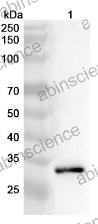 Anti-HA Tag (YPYDVPDYA) Antibody (12CA5)