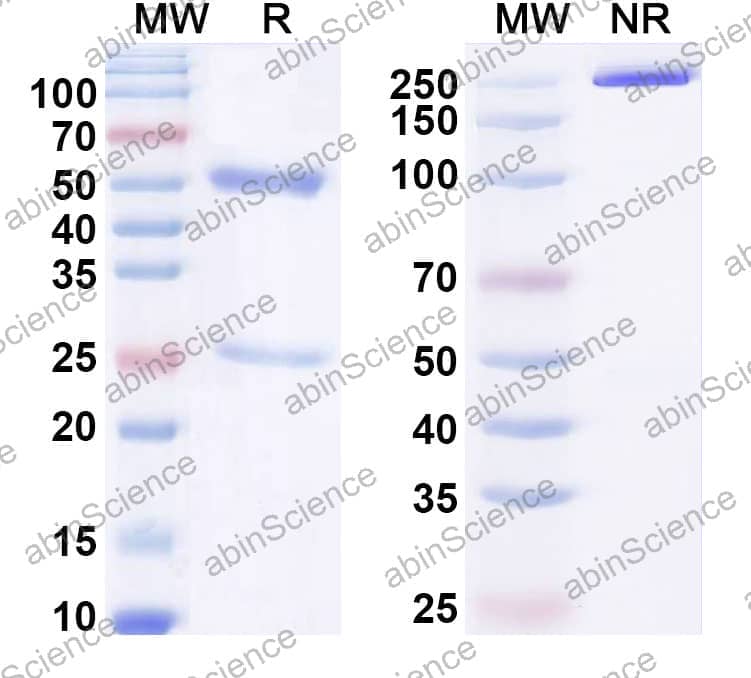 Anti-ChoP/Phosphorylcholine Antibody (McPC603)