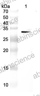Anti-GST Tag Antibody (N100/13.1)