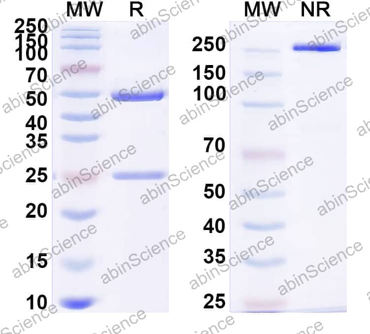 Anti-MBG/Marinobufagenin Antibody (SAA1428)