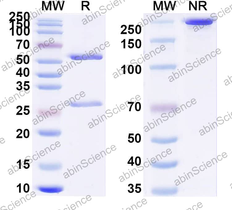 Anti-MBG/Marinobufagenin Antibody (3E9#)