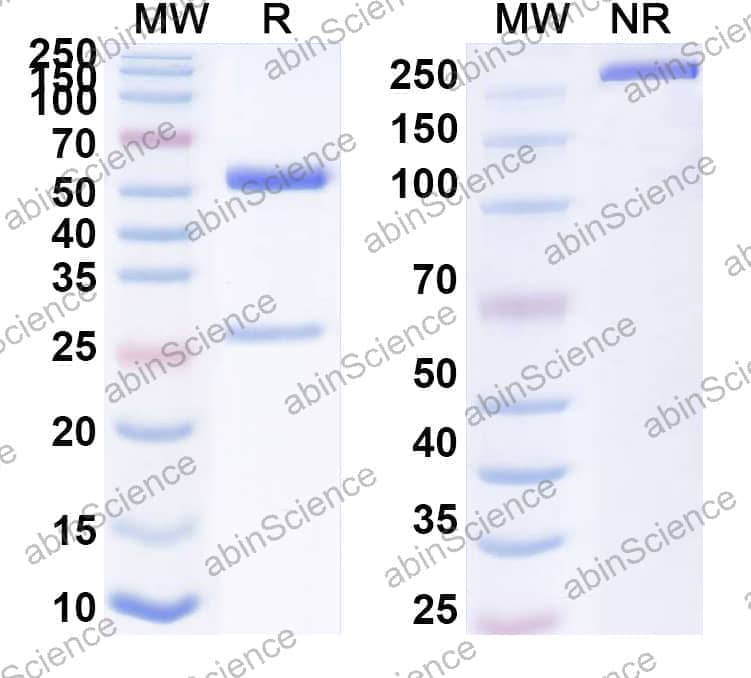 Anti-Porphyrin Antibody (13G10)