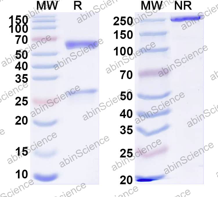 Anti-Aflatoxin B1 Monoclonal Antibody (1A464)