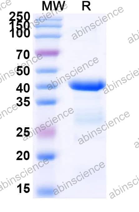 Recombinant Zebrafish med1 Protein, N-His