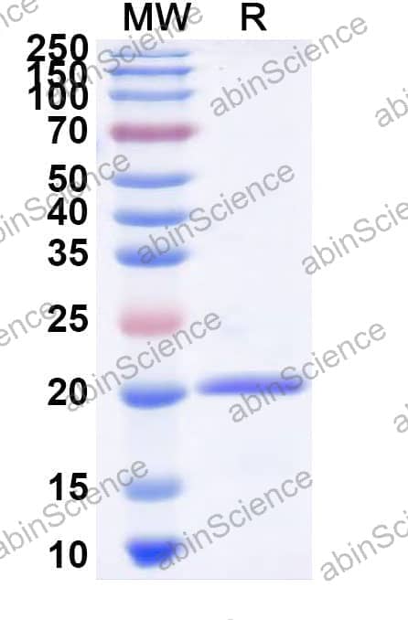 Recombinant Zebrafish IL10 Protein, N-His
