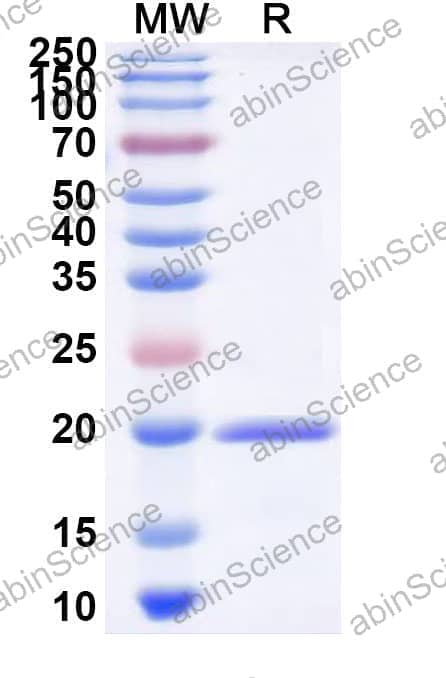 Recombinant Zebrafish IL12A Protein, N-His