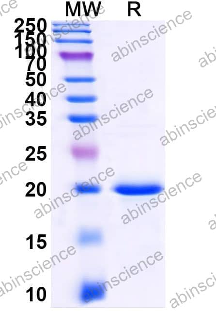 Recombinant Zebrafish akt1 Protein, N-His