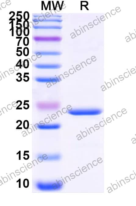 Recombinant Zebrafish wnt2 Protein, N-His