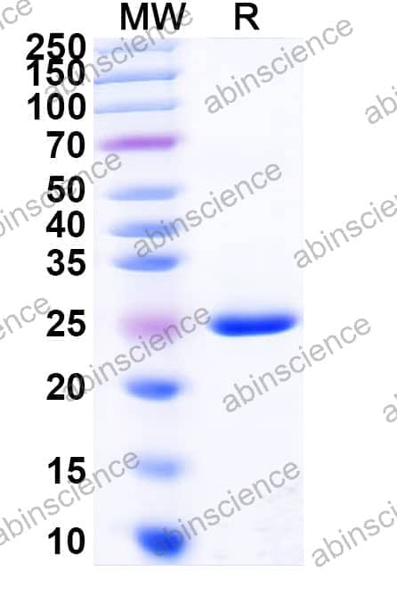 Recombinant Zebrafish wnt3a Protein, N-His