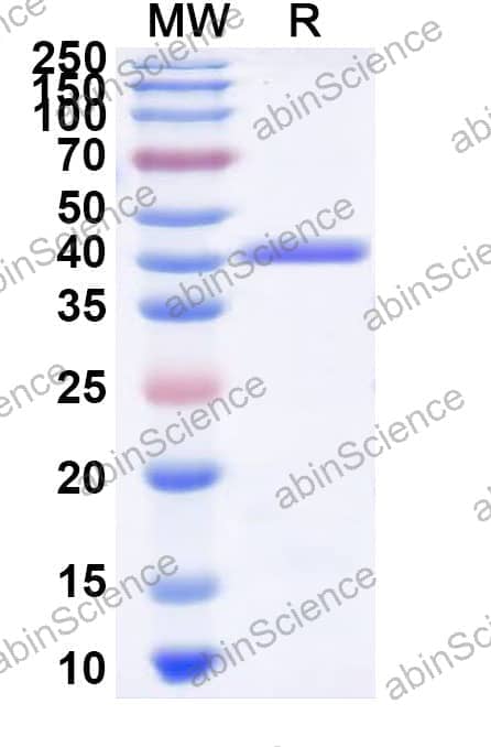 Recombinant Zebrafish fgf3 Protein, N-GST & C-His