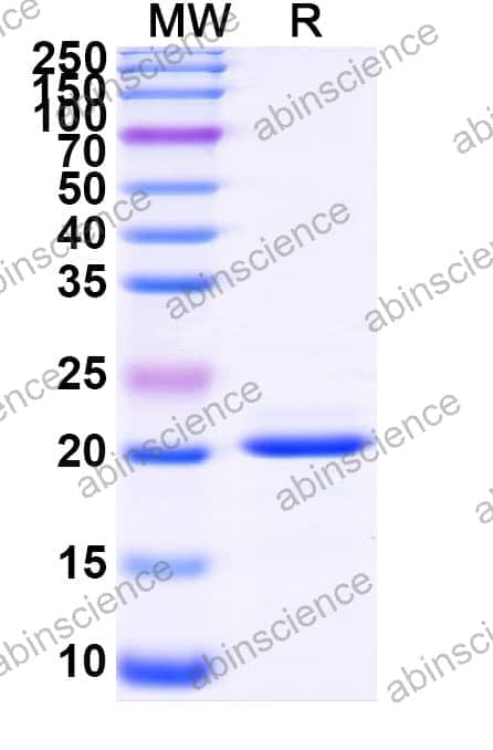 Recombinant Zebrafish fgf16 Protein, N-His