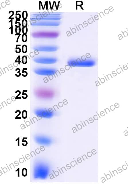 Recombinant Zebrafish fgf5 Protein, N-GST & C-His