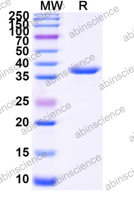 Recombinant Zebrafish fgf2 Protein, N-GST & C-His