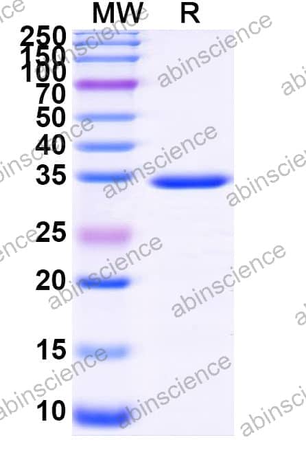 Recombinant Zebrafish vegfc Protein, N-GST & C-His