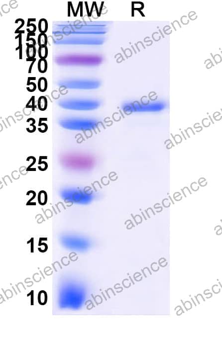 Recombinant Zebrafish vegfab Protein, N-GST & C-His