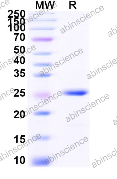 Recombinant Zebrafish BMP4 Protein, N-His