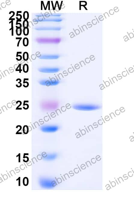 Recombinant Zebrafish bmp10 Protein, N-His