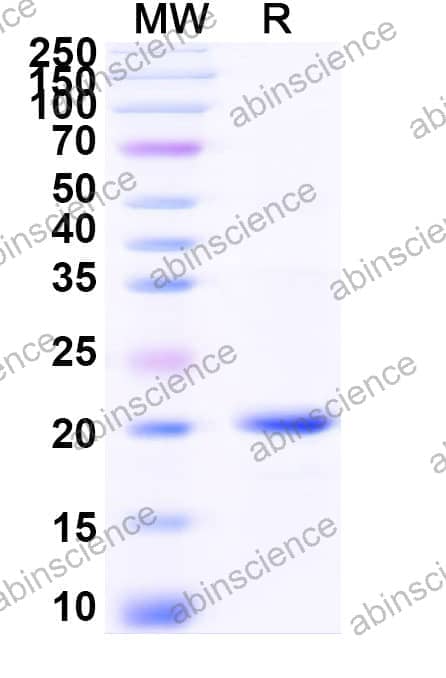 Recombinant Zebrafish BMP2-4 Protein, N-His