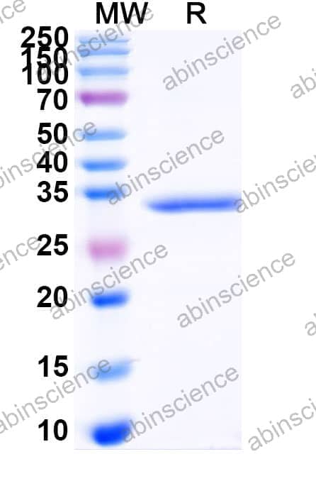 Recombinant Zebrafish pparal Protein, N-His