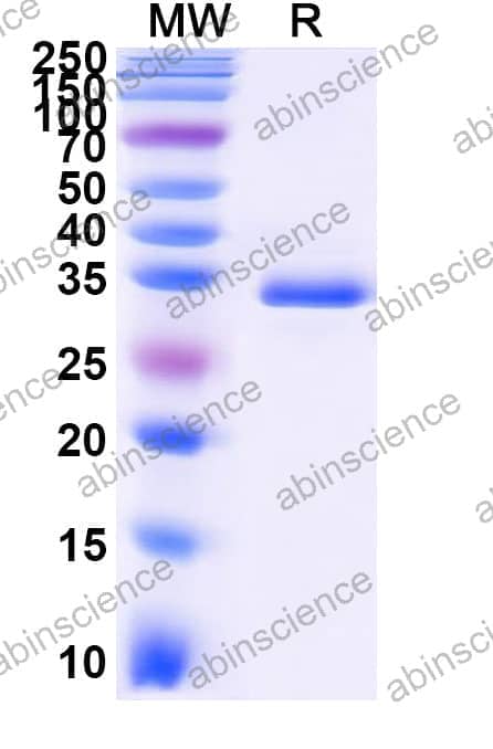Recombinant Zebrafish Runx3 Protein, N-GST & C-His