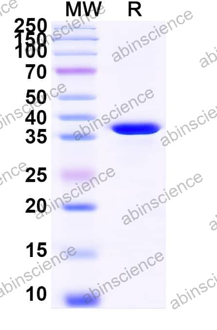 Recombinant Zebrafish mcf2la Protein, N-GST & C-His