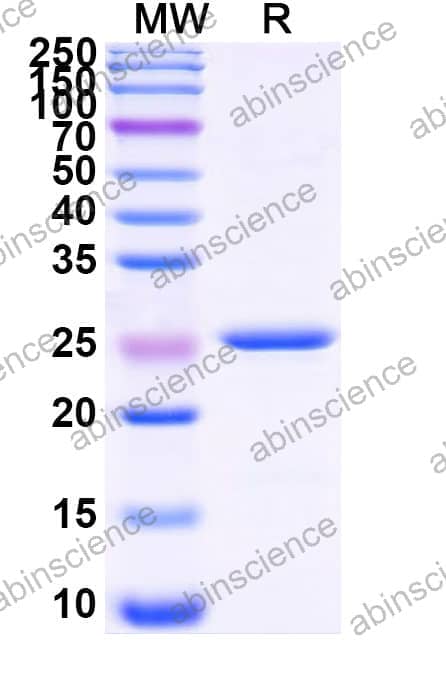 Recombinant Zebrafish HSP70 Protein, N-GST & C-His