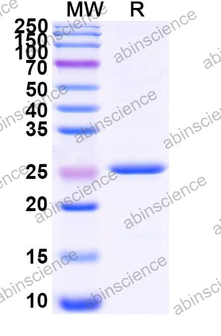 Recombinant Zebrafish osterix Protein, N-His-SUMO