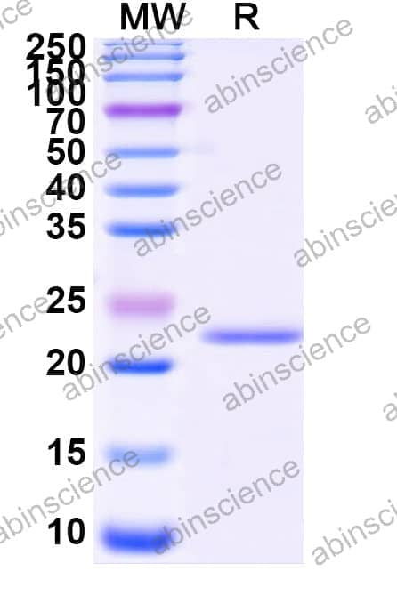 Recombinant Zebrafish gabra6b Protein, N-His