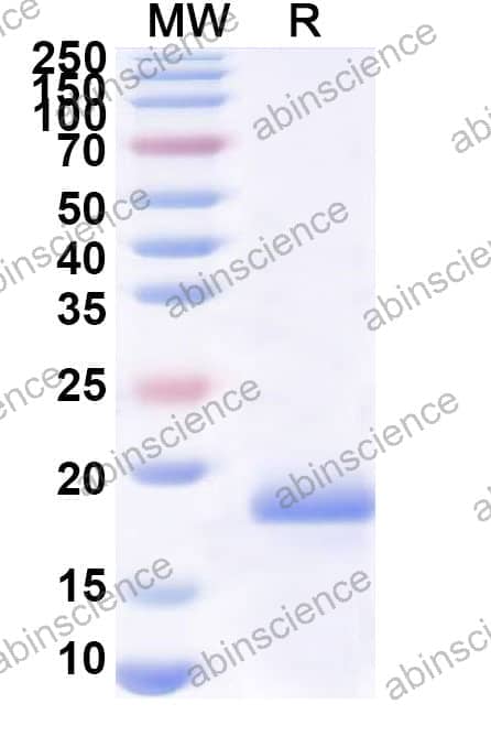 Recombinant Zebrafish Amyloid-beta A4 protein/app Protein, N-His