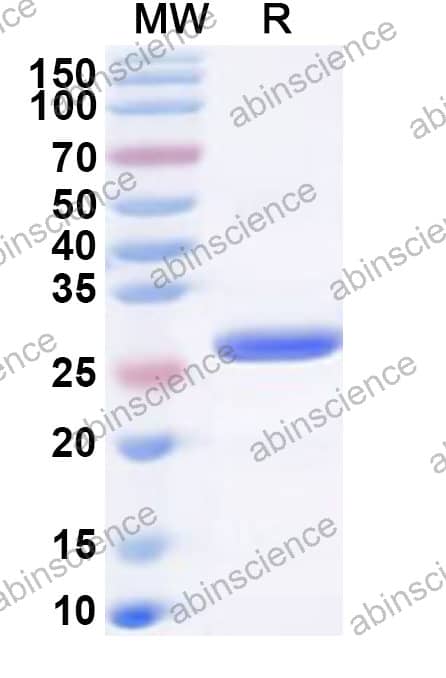 Recombinant Solenopsis invicta Sol i 3 Protein, N-His