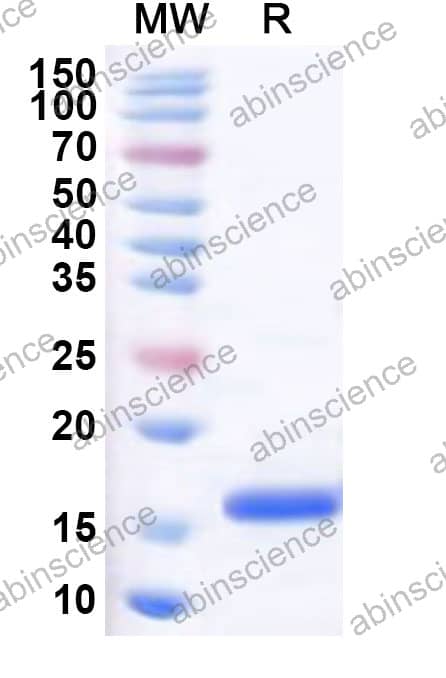 Recombinant Solenopsis invicta Sol i 4 Protein, N-His