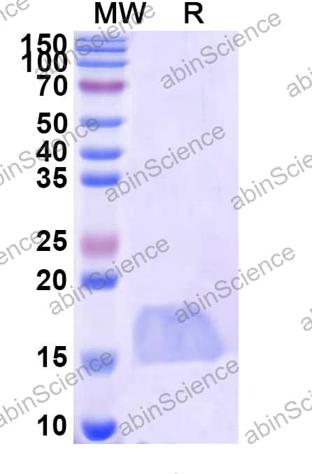 Anti-Naja kaouthia Alpha-cobratoxin Nanobody (SAA2343)