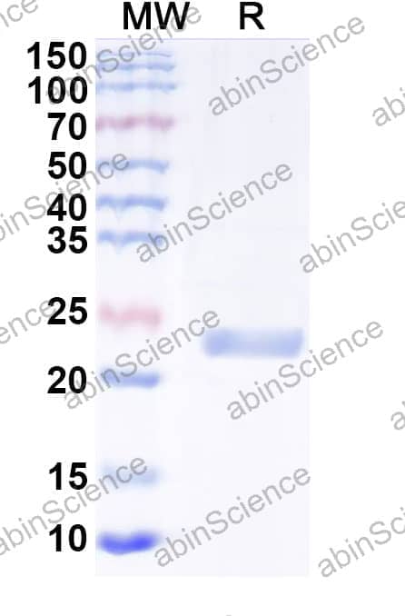 Recombinant Tupaia chinensis CD137/TNFRSF9/4-1BB Protein, C-Strep