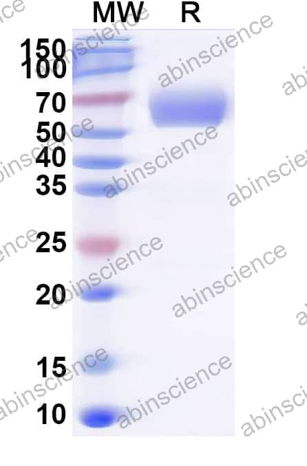 Recombinant Tupaia chinensis CD137/TNFRSF9/4-1BB Protein, C-Fc