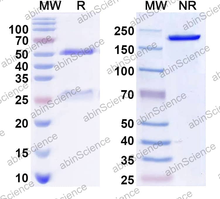 Anti-GFP Antibody (N86/44)